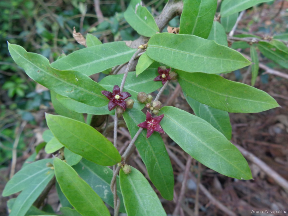 Hemidesmus indicus (L.) R.Br.